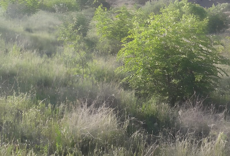 blackthorn growing on the mountain