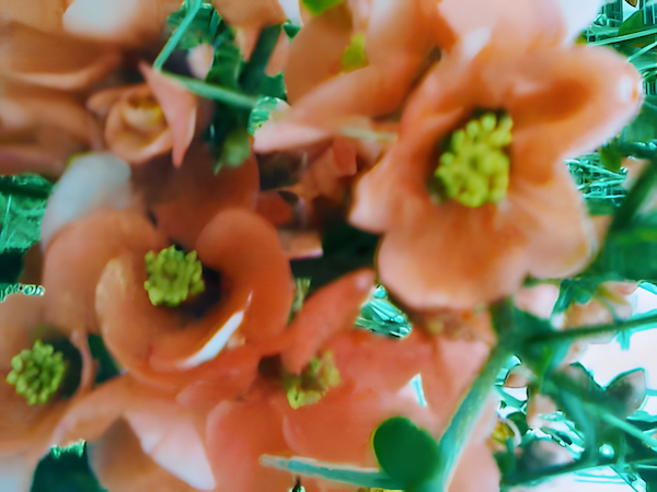 Japanese quince shrub with pink flowers before fruiting