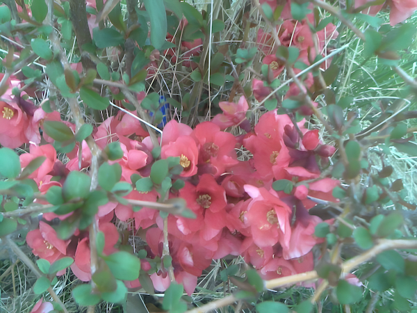 Japanese quince shrub with blossoms in spring season