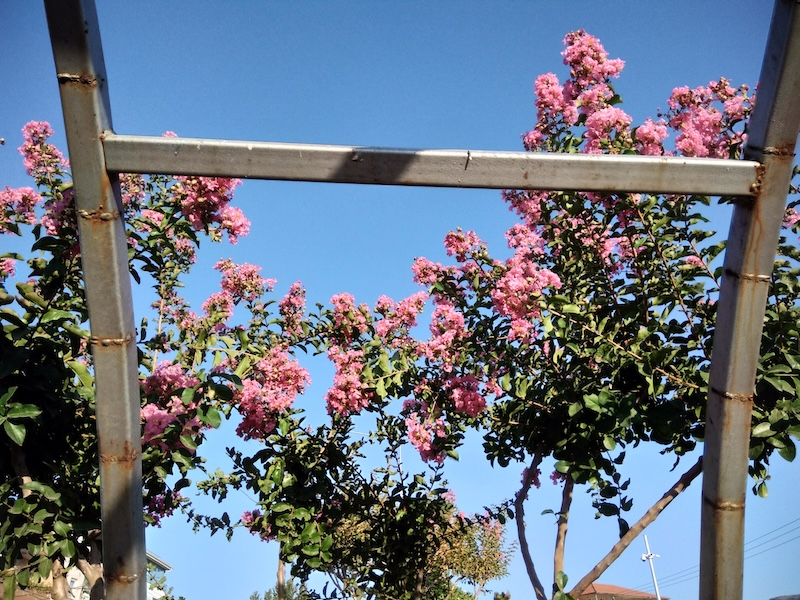 Oleander (Zakkum) flower with pink blossoms growing along a city sidewalk