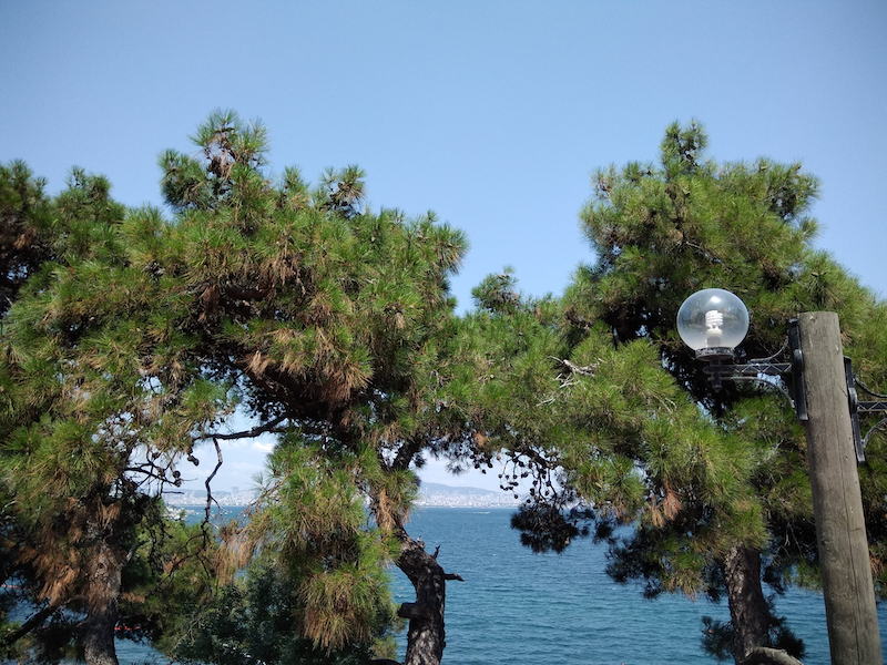 A majestic pine tree captured from a great angle, showing its height and green needles