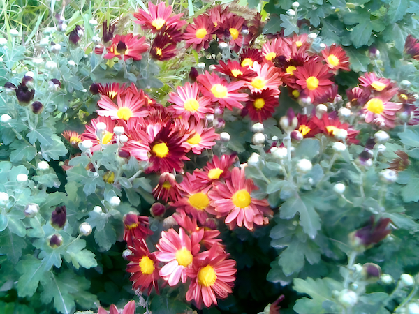 Red aster flower blooming in autumn