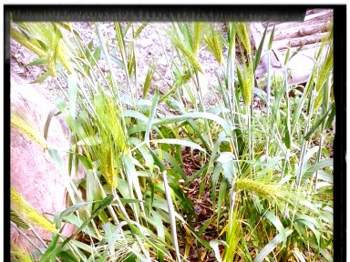wheat growing in a cultivated field