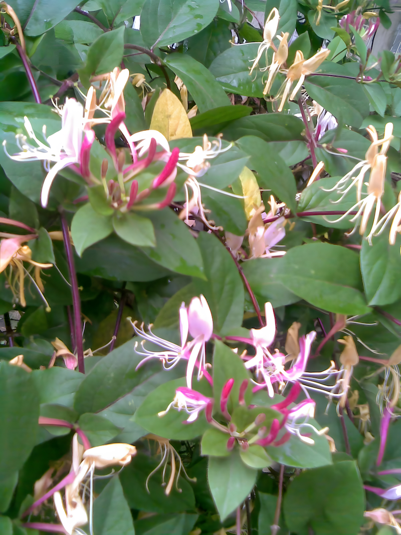 Beautiful honeysuckle flowers growing among green leaves