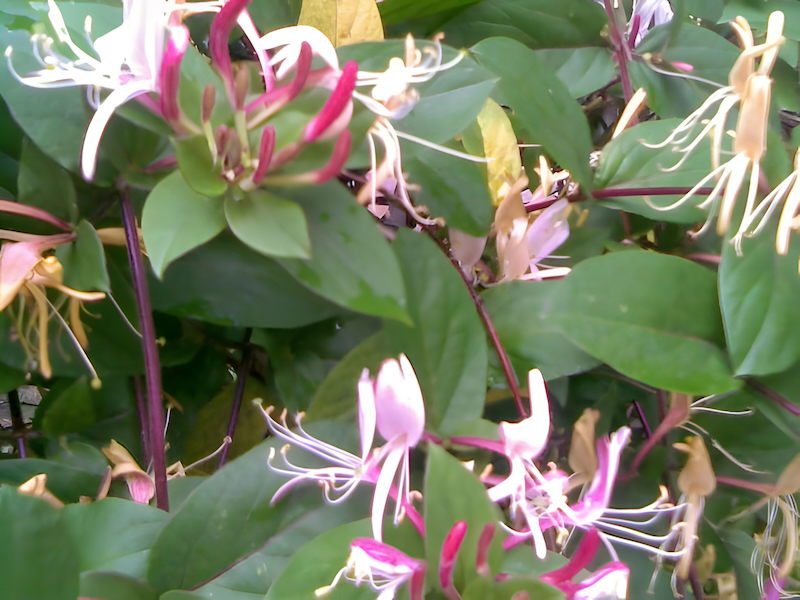 Yellow honeysuckle blossoms showing the flower structure