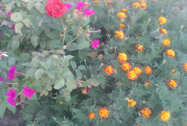 range marigold flower blooming in summer garden