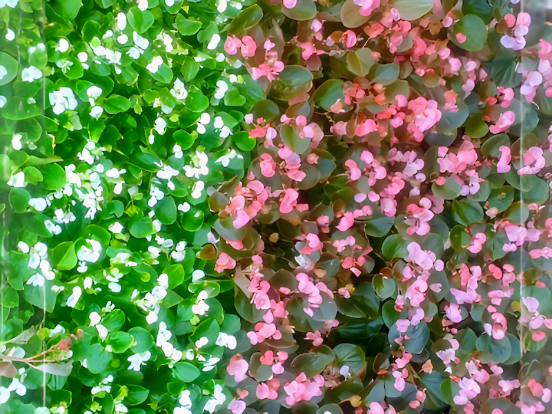 pink and white begonia flowers during the blooming season