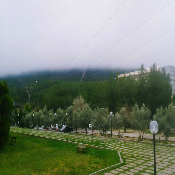 Rows of olive trees in foggy weather
