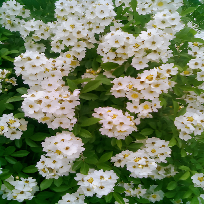 Philadelphus Coronarius tiny white flowers