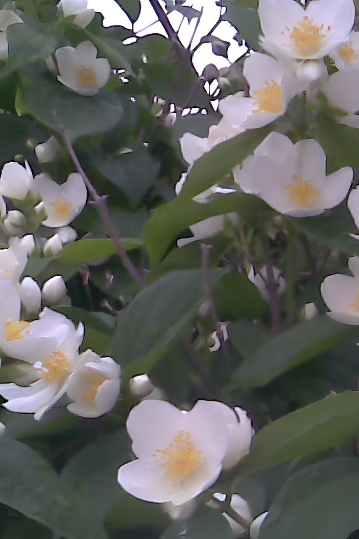 Beautiful white Philadelphus (Mock Orange) flowers blooming in spring